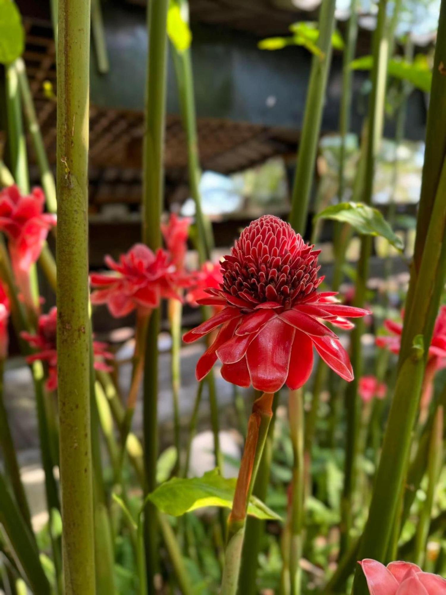 Greenheart Garden View Camp Phuket Pantai Kata Bagian luar foto