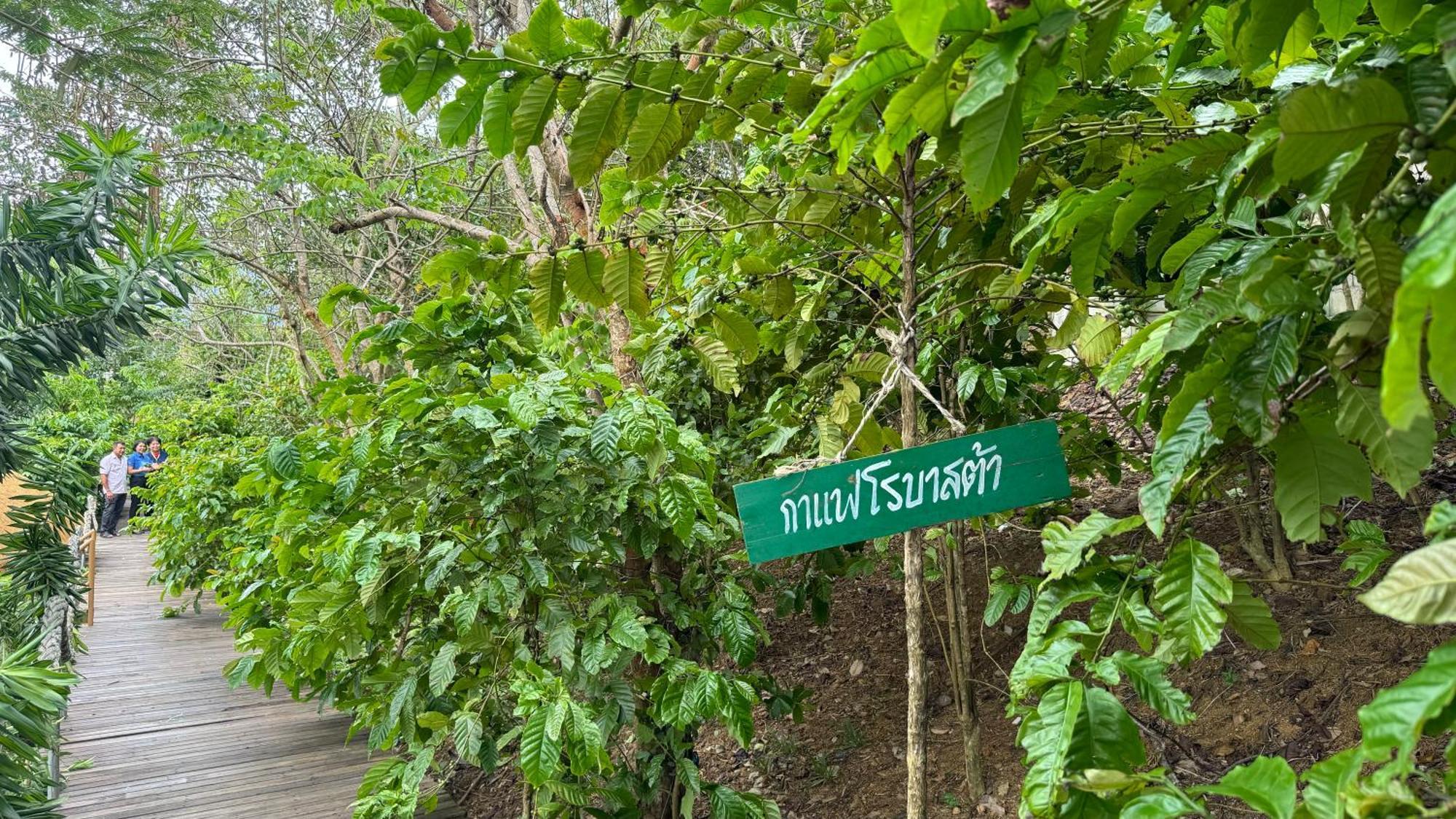 Greenheart Garden View Camp Phuket Pantai Kata Bagian luar foto